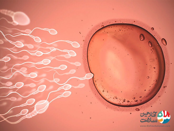 چگونه تخمک گذاری و باروری شکل می گیرد
